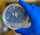 Mordern Scientific BT103160065 Culture Petri Dish, Size 50 x 17mm